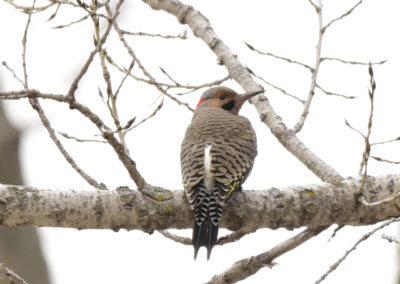 Northern Flicker Yellow-shafted male